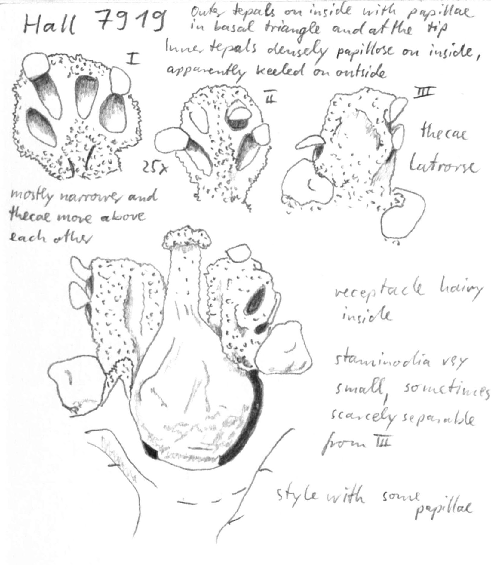 Vorschaubild Ocotea rhytidotricha Rohwer